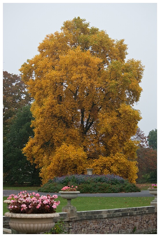 Tulip Tree