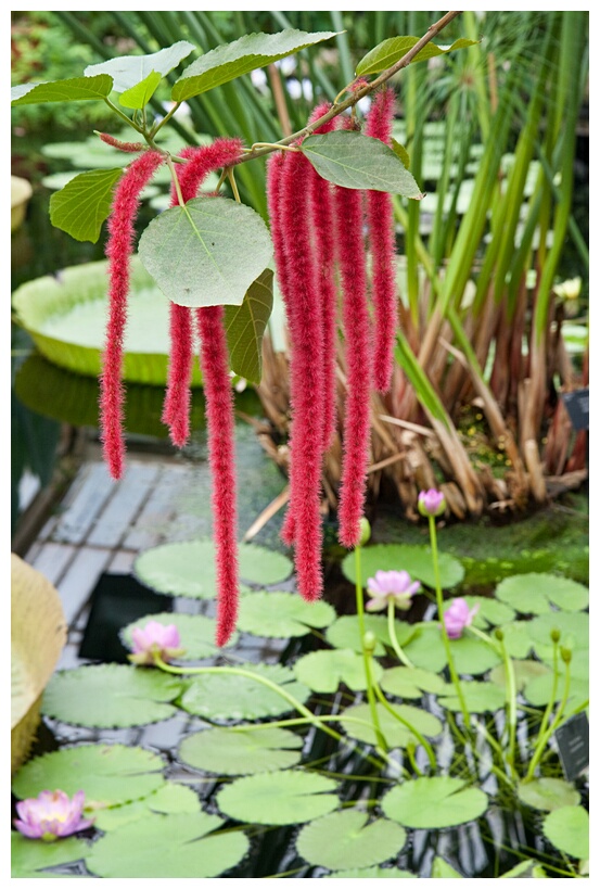 Chenille Plant