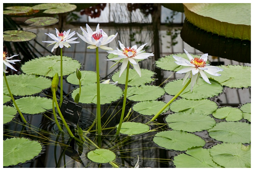 Nymphaea Kew's Kabuki