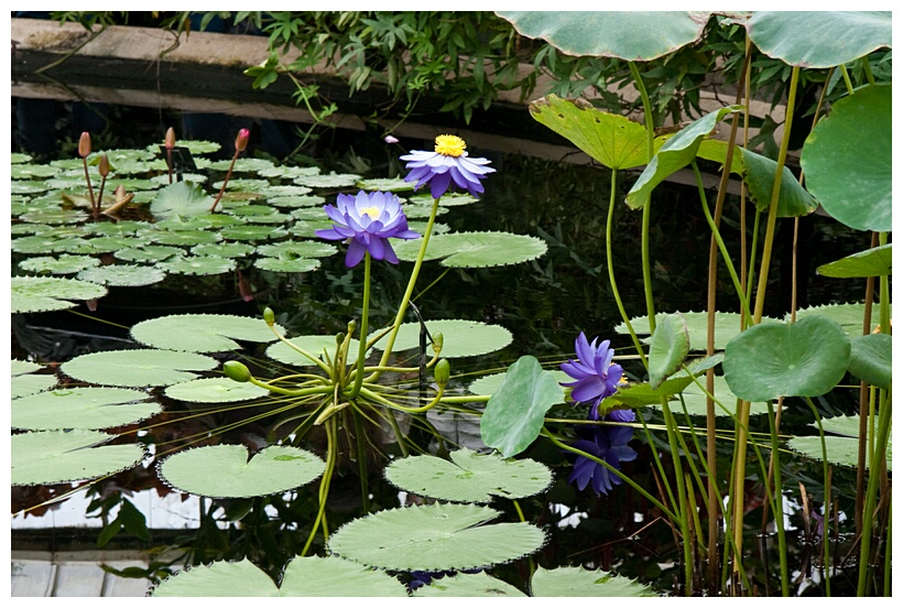 Waterlily House