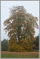 Maidenhair Tree