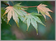 Japanese Maple