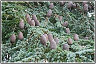 Atlas Cedar