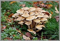 Honey Fungus