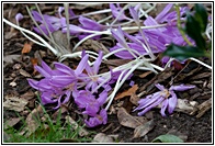 Colchicum