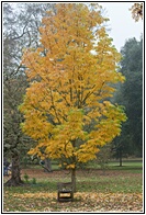 Yellow Tree