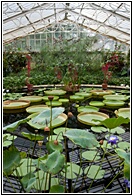 Waterlily House