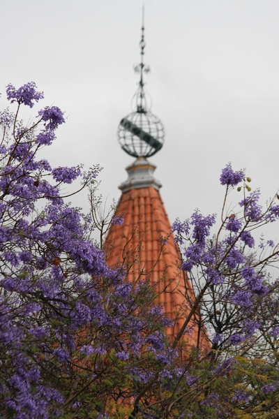 Jacarandas