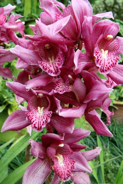 Orqudeas