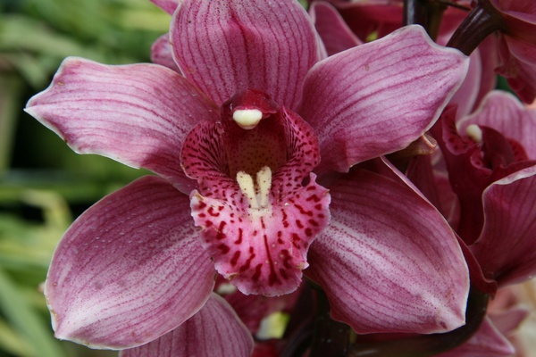 Orqudea