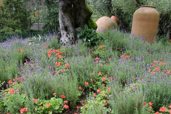 Olivos Centenarios