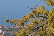 Vista desde Estreito de Cmara de Lobos