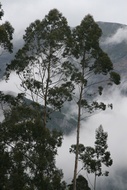 Arboles entre la Niebla