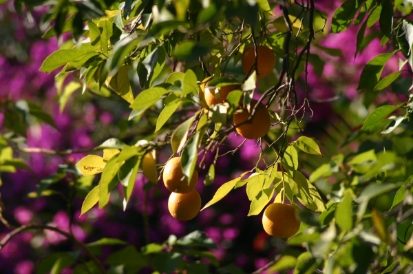 Orange Tree