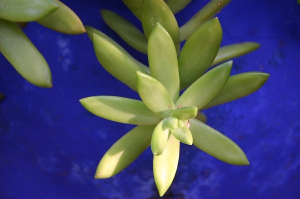 Majorelle Garden