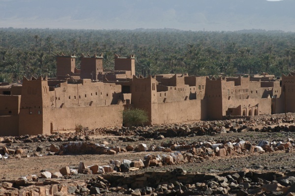 Palm Tree Forest in Zagora