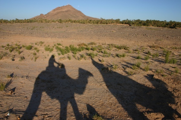 Camel Shadows