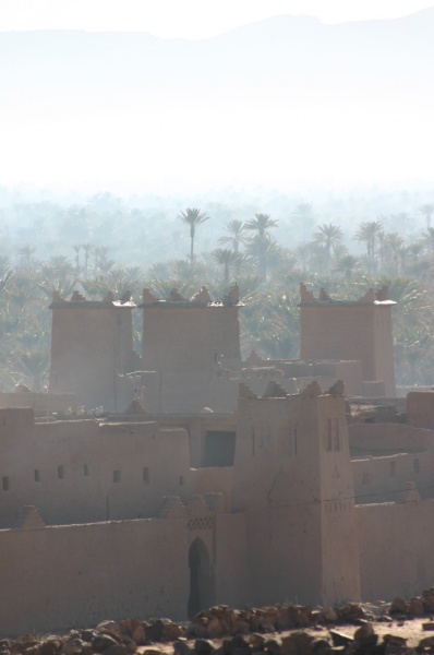 Palm Trees in Zagora 