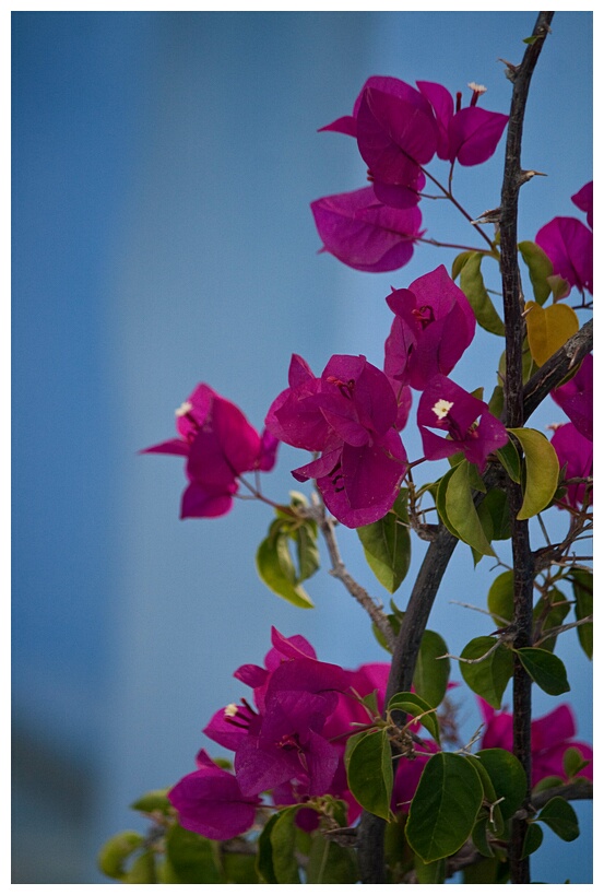 Bougainvillea