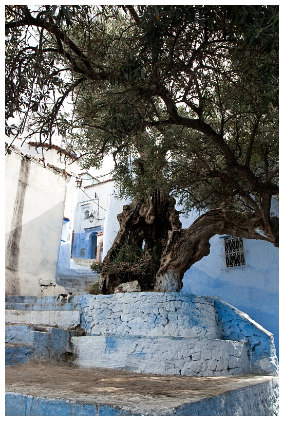 Old Olive Tree