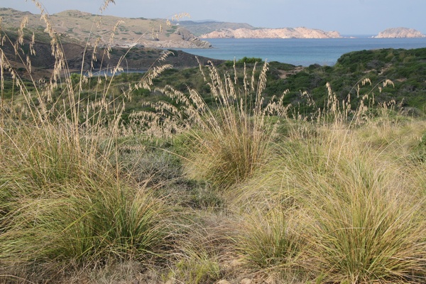 Cape Cavalleria 