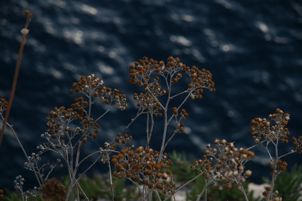 Flowers in the cliff