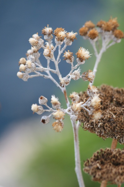 Wild Flowers