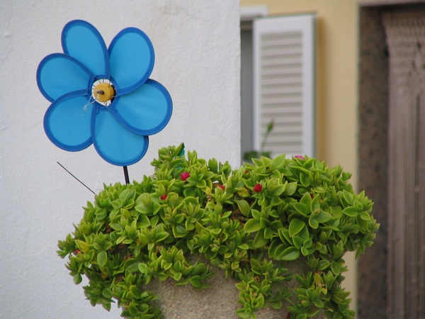 Blue flower