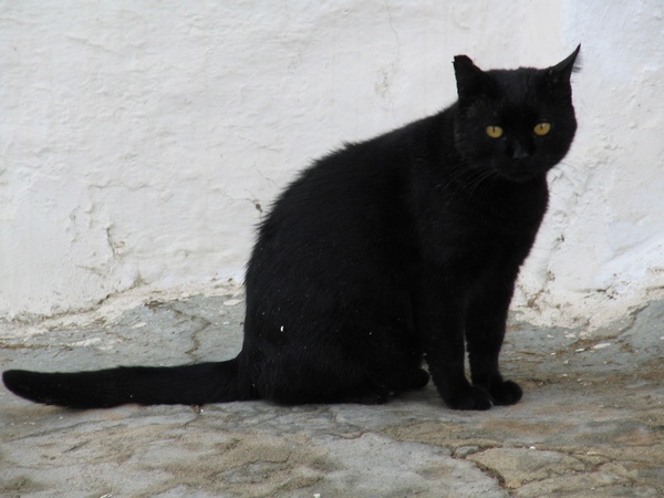 Black cat