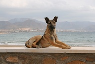 Chucho frente al Mar