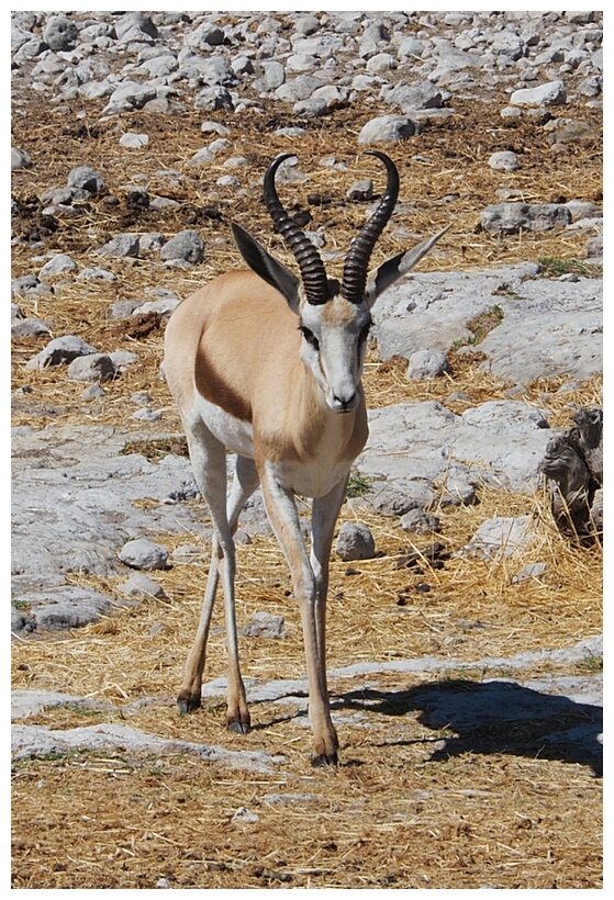 Etosha National Park