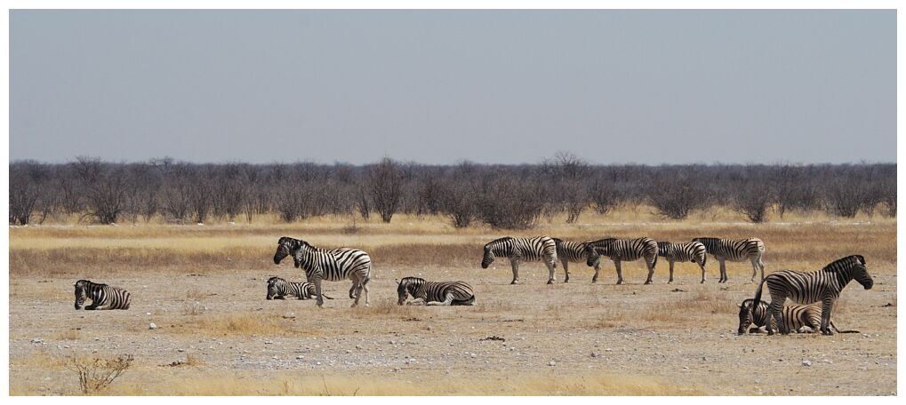 Etosha National Park