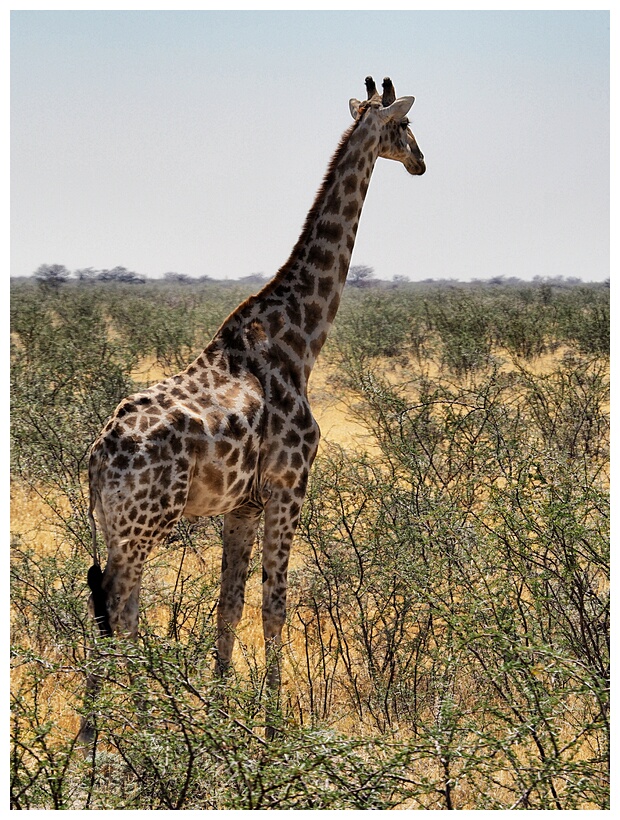 Etosha National Park