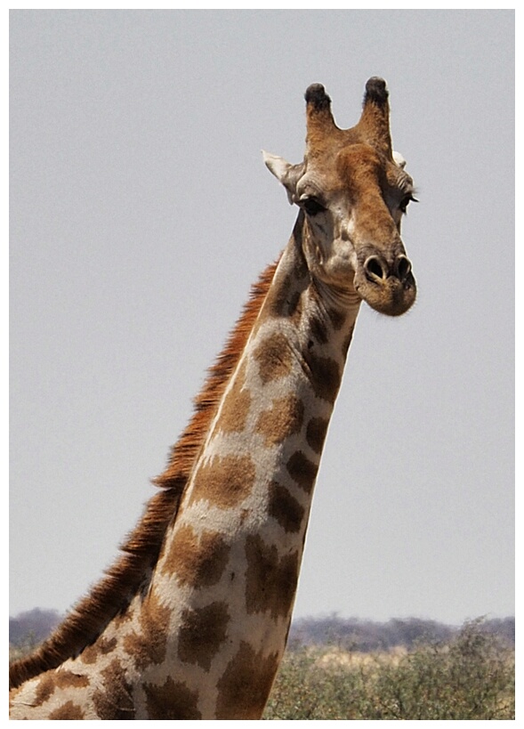 Etosha National Park