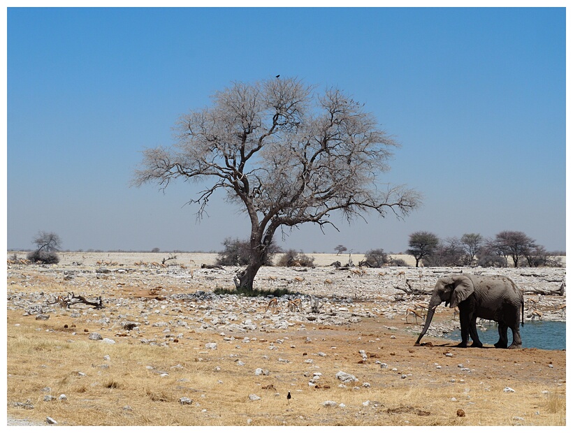 Etosha National Park