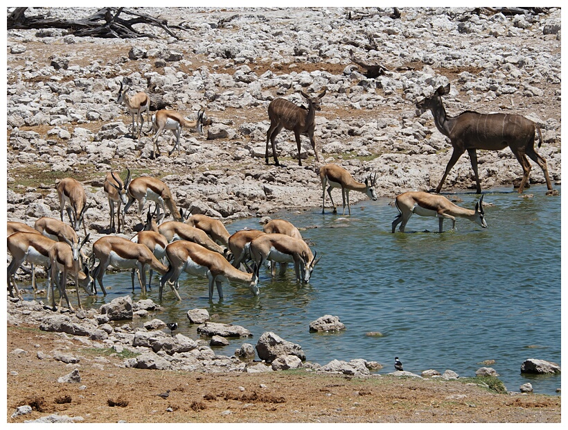 Etosha National Park