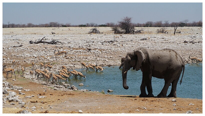 Etosha National Park