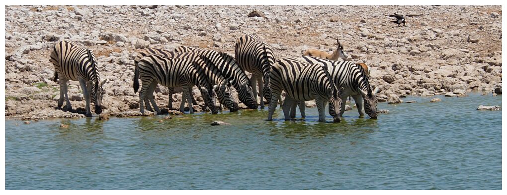 Etosha National Park