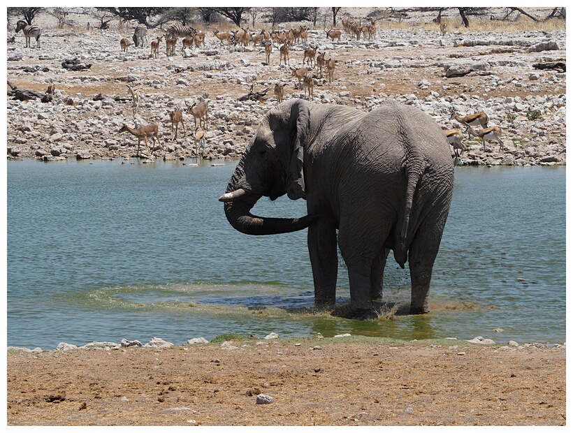 Etosha National Park