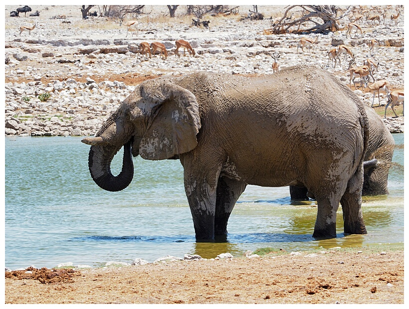 Etosha National Park