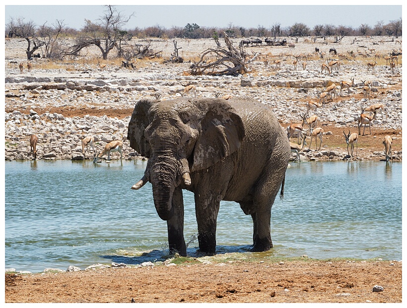 Etosha National Park