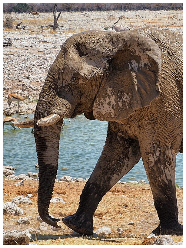 Etosha National Park