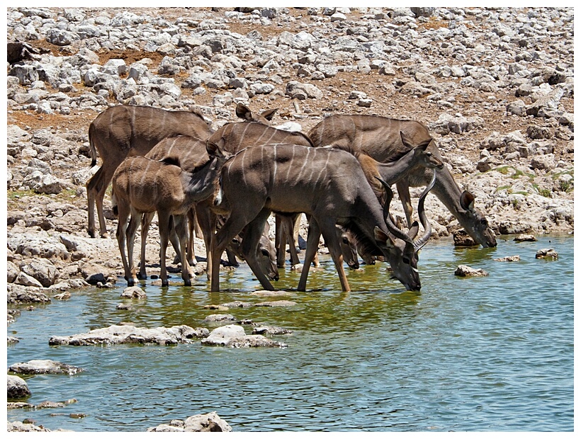 Etosha National Park