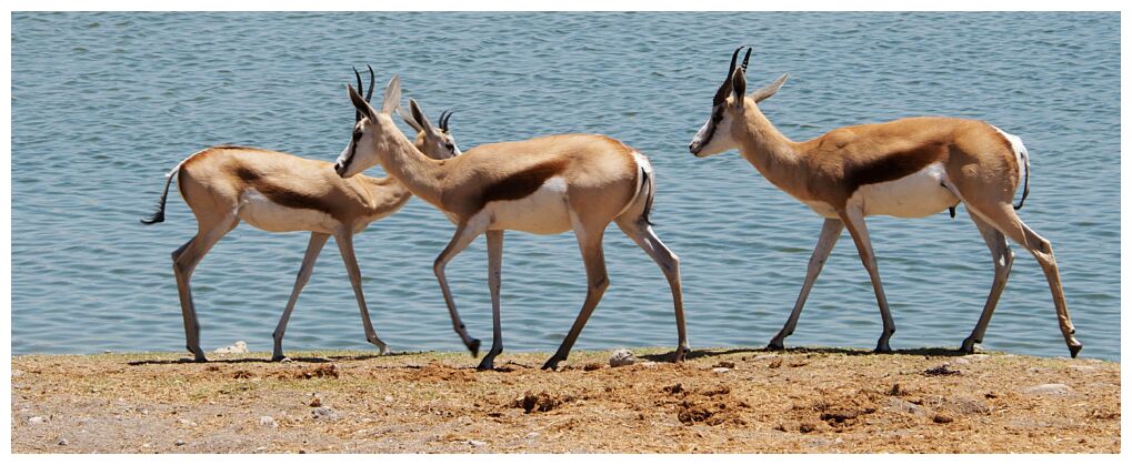 Etosha National Park