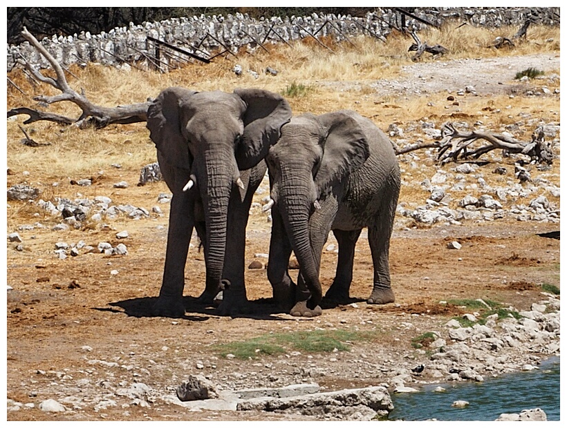 Etosha National Park