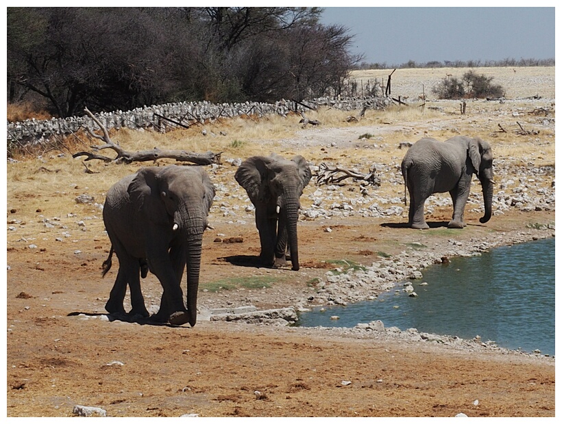 Etosha National Park