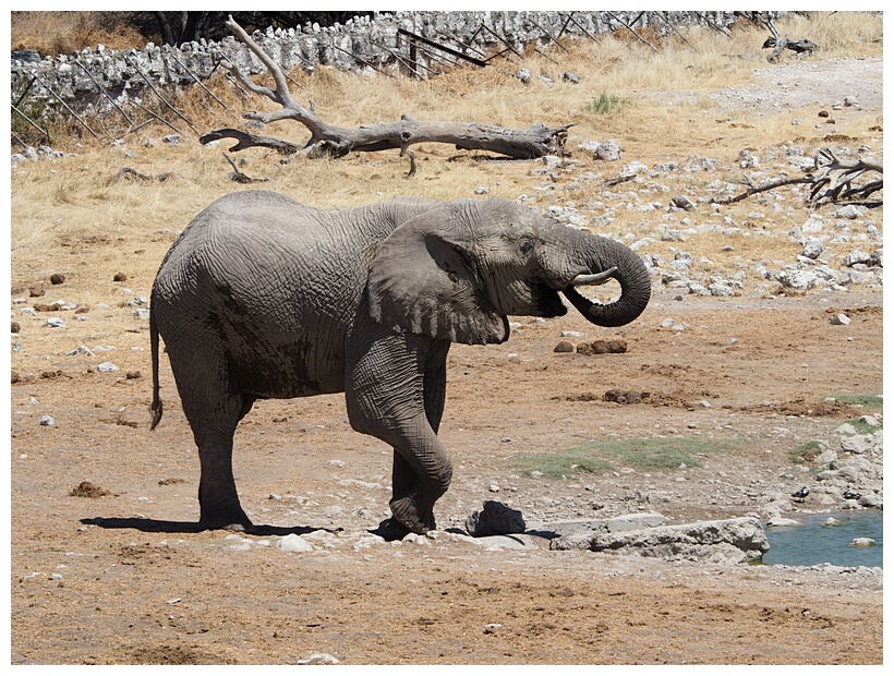 Etosha National Park