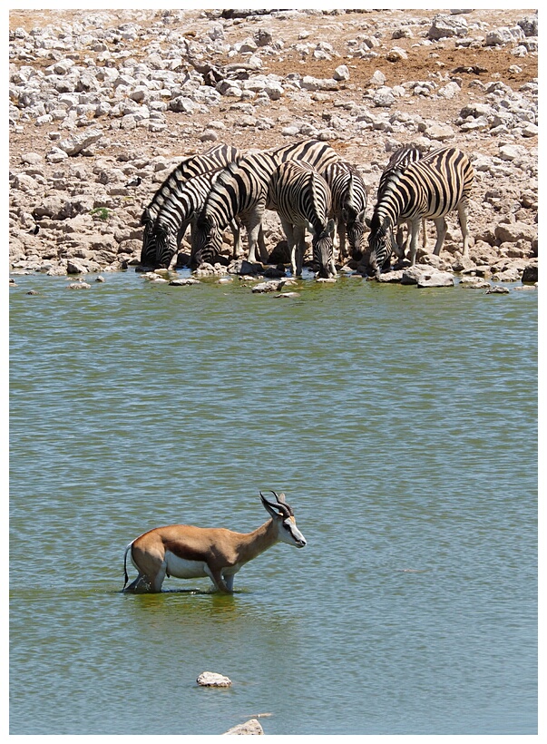 Etosha National Park