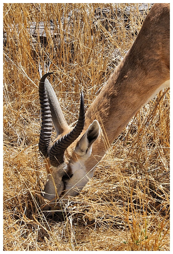 Etosha National Park