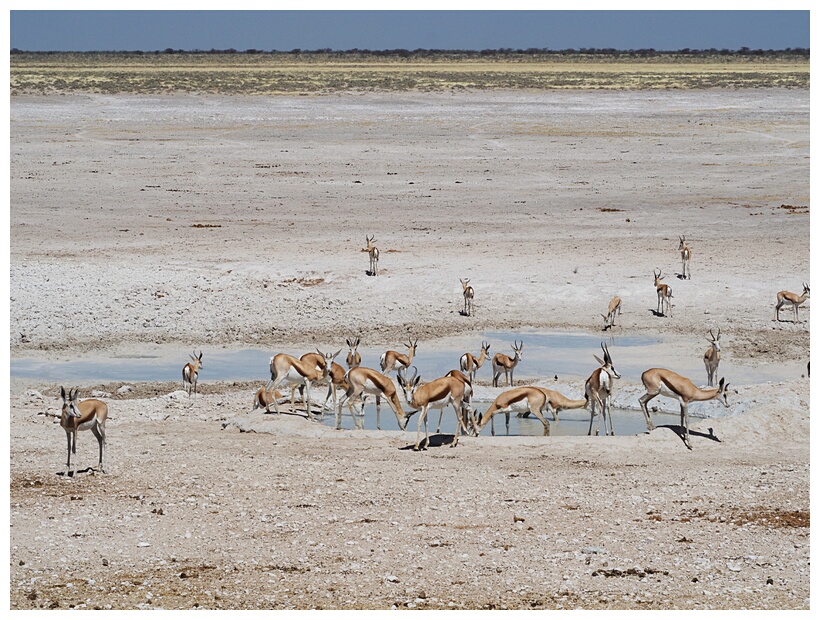 Etosha National Park